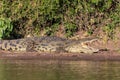 Nile Crocodile in Chobe river, Botswana Royalty Free Stock Photo