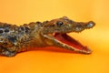 Stuffed crocodile Royalty Free Stock Photo