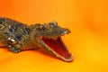 Stuffed crocodile Royalty Free Stock Photo