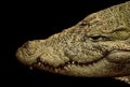 Nile crocodile closeup shot,isolated on black background. Royalty Free Stock Photo