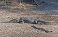 Nile Crocodile Cooling Off On the River Bank Royalty Free Stock Photo