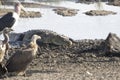 Nile crocodile crawled out onto the river bank where a dead wildebeest lies