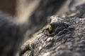 Nile crocodile, croc, extremely close up, eye open, sharp, background blur, eye focused, detail Royalty Free Stock Photo
