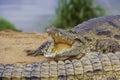 Nile crocodile, 1 croc, close up, on land