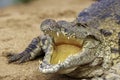Nile crocodile, 1 croc, close up, on land