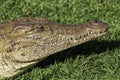 Nile crocodile, croc, on land, in grass, hiding, camouflaged, sneeky,