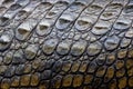 A nile crocodile, Crocodylus niloticus Royalty Free Stock Photo