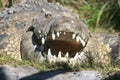 Nile Crocodile (Crocodylus niloticus)