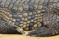 Nile crocodile