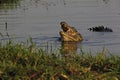 Nile Crocodile, crocodylus niloticus, Adult with Open Mouth, Chobe River, Okavango Delta in Botswana Royalty Free Stock Photo