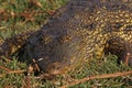 Nile Crocodile, crocodylus niloticus, Adult resting, Chobe Park, Okavango Delta in Botswana Royalty Free Stock Photo