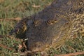 Nile Crocodile, crocodylus niloticus, Adult resting, Chobe Park, Okavango Delta in Botswana Royalty Free Stock Photo