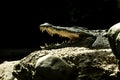 The Nile crocodile Crocodylus niloticus is an African crocodile, the largest freshwater predator in Africa, Basel Zoo, amfibian