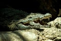 The Nile crocodile Crocodylus niloticus is an African crocodile, the largest freshwater predator in Africa, Two Nile crocodiles,