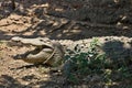 Nile crocodile Crocodylus niloticus on the banks of the in Botswana Royalty Free Stock Photo