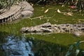 Nile crocodile Crocodylus niloticus on the banks of the in Botswana Royalty Free Stock Photo