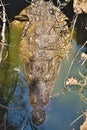 Nile crocodile Crocodylus niloticus on the banks of the in Botswana Royalty Free Stock Photo