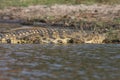 Nile crocodile Crocodylus niloticus on the banks of the Chobe River in Botswana Royalty Free Stock Photo