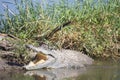 Nile Crocodile (Crocodylus niloticus) basking