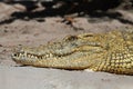 Nile crocodile (Crocodylus niloticus)