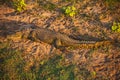 Nile Crocodile Crocodylus niloticus 9775 Royalty Free Stock Photo