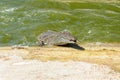 Nile crocodile, Crocodylus niloticus, charging out of the water