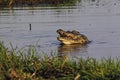 Nile Crocodile, crocodylus niloticus, Chobe River, Okavango Delta in Botswana Royalty Free Stock Photo