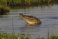 Nile Crocodile, crocodylus niloticus, Chobe River, Okavango Delta in Botswana Royalty Free Stock Photo