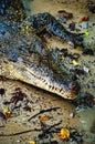 Nile crocodile Crocodylus niloticus, close-up detail of teeth of the crocodile with open eye. Crocodile head close up in nature of Royalty Free Stock Photo