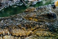 Nile crocodile Crocodylus niloticus, close-up detail of teeth of the crocodile with open eye. Crocodile head close up in nature of Royalty Free Stock Photo