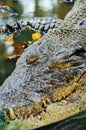 Nile crocodile Crocodylus niloticus, close-up detail of teeth of the crocodile with open eye. Crocodile head close up in nature of Royalty Free Stock Photo