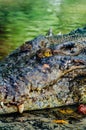 Nile crocodile Crocodylus niloticus, close-up detail of teeth of the crocodile with open eye. Crocodile head close up in nature of Royalty Free Stock Photo