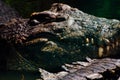 Nile crocodile Crocodylus niloticus, close-up detail of teeth of the crocodile with open eye. Crocodile head close up in nature of Royalty Free Stock Photo