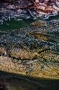 Nile crocodile Crocodylus niloticus, close-up detail of teeth of the crocodile with open eye. Crocodile head close up in nature of Royalty Free Stock Photo