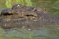 Nile crocodile (Crocodylus niloticus) Royalty Free Stock Photo