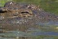 Nile crocodile (Crocodylus niloticus)