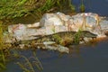 Nile crocodile (Crocodylus niloticus) Royalty Free Stock Photo