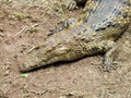 Nile crocodile (Crocodylus niloticus) close up Royalty Free Stock Photo