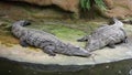 Nile crocodile, Crocodylus niloticus