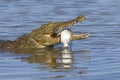 Nile Crocodile (Crocodylus niloticus) eating, South Africa Royalty Free Stock Photo