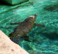 Nile crocodile (Crocodylus niloticus) enjoying swimming in a zoo : (pix Sanjiv Shukla) Royalty Free Stock Photo