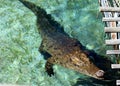 Nile crocodile (Crocodylus niloticus) enjoying swimming in a zoo : (pix Sanjiv Shukla) Royalty Free Stock Photo