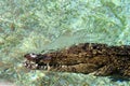 Nile crocodile (Crocodylus niloticus) enjoying swimming in a zoo : (pix Sanjiv Shukla) Royalty Free Stock Photo