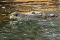 The Nile crocodile Crocodylus niloticus floating on the water