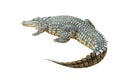 Nile crocodile Crocodylus niloticus isolated on white background Royalty Free Stock Photo