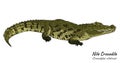 Nile crocodile Crocodylus niloticus isolated on a white background. Vector illustration. Royalty Free Stock Photo