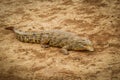 Nile Crocodile  Crocodylus niloticus at the Kazinga Channel, Queen Elizabeth National Park, Uganda. Royalty Free Stock Photo