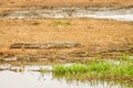 Nile Crocodile  Crocodylus niloticus at the Kazinga Channel, Queen Elizabeth National Park, Uganda. Royalty Free Stock Photo