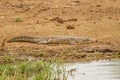 Nile Crocodile  Crocodylus niloticus at the Kazinga Channel, Queen Elizabeth National Park, Uganda. Royalty Free Stock Photo