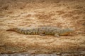 Nile Crocodile  Crocodylus niloticus at the Kazinga Channel, Queen Elizabeth National Park, Uganda. Royalty Free Stock Photo